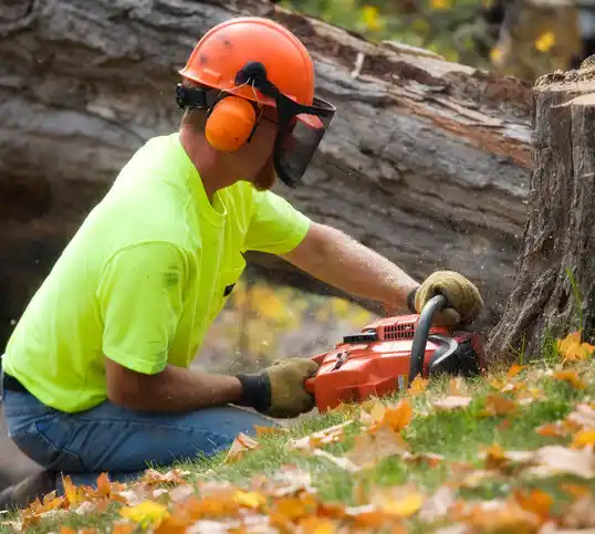 tree services Cinnamon Lake